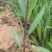 东莞地被小苗(蜘蛛兰)(萃芦莉)基地直供