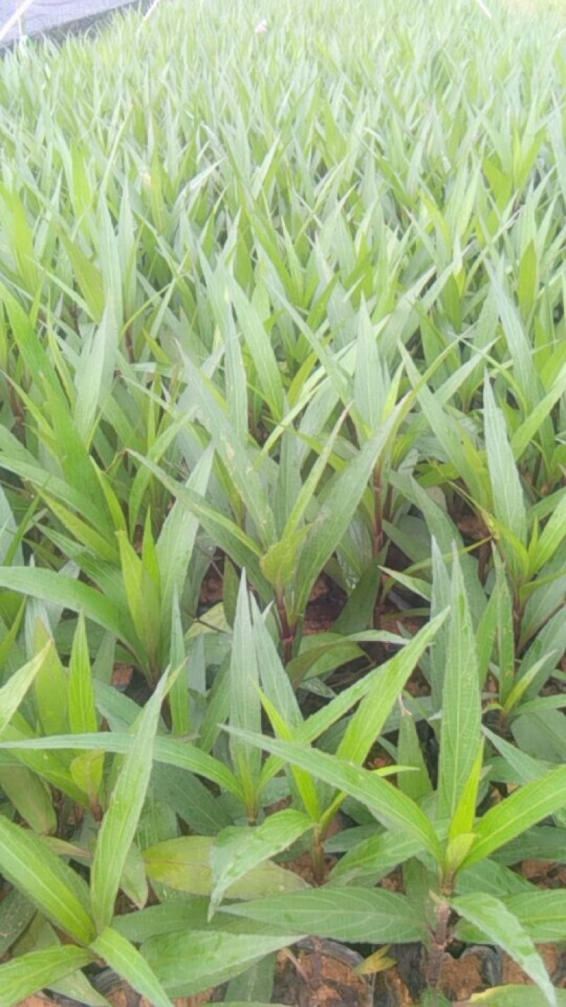 东莞地被小苗(蜘蛛兰)(萃芦莉)基地直供