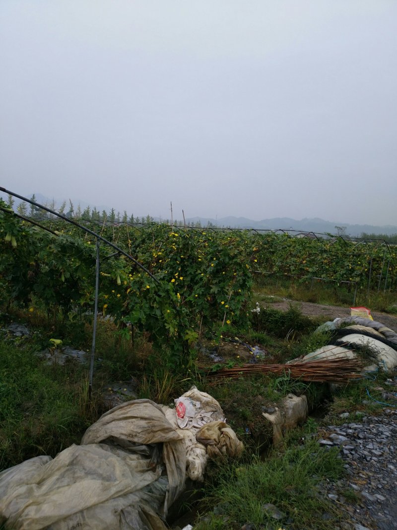 小南瓜吊南瓜湖南浏阳精品小吊南瓜口感香翠