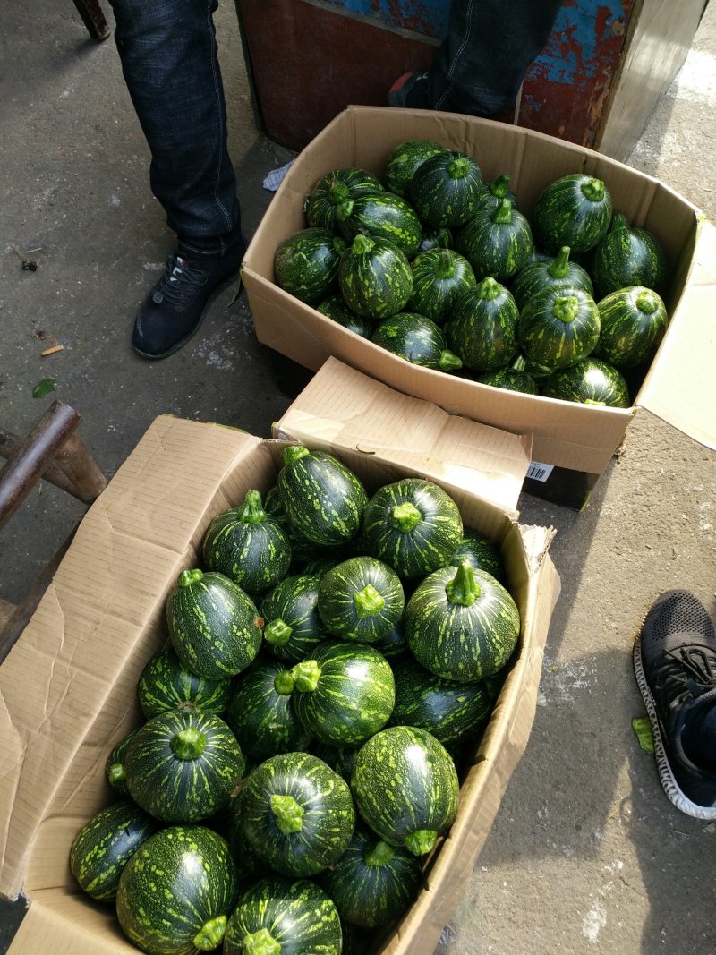 小南瓜吊南瓜湖南浏阳精品小吊南瓜口感香翠