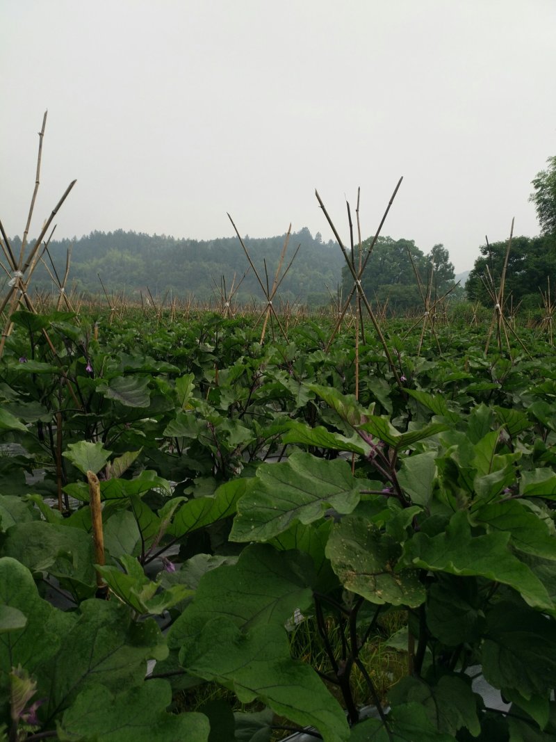 紫长茄子湖南浏阳精品紫长茄适合做烧烤茄质地香软