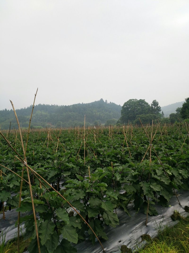 紫长茄子湖南浏阳精品紫长茄适合做烧烤茄质地香软