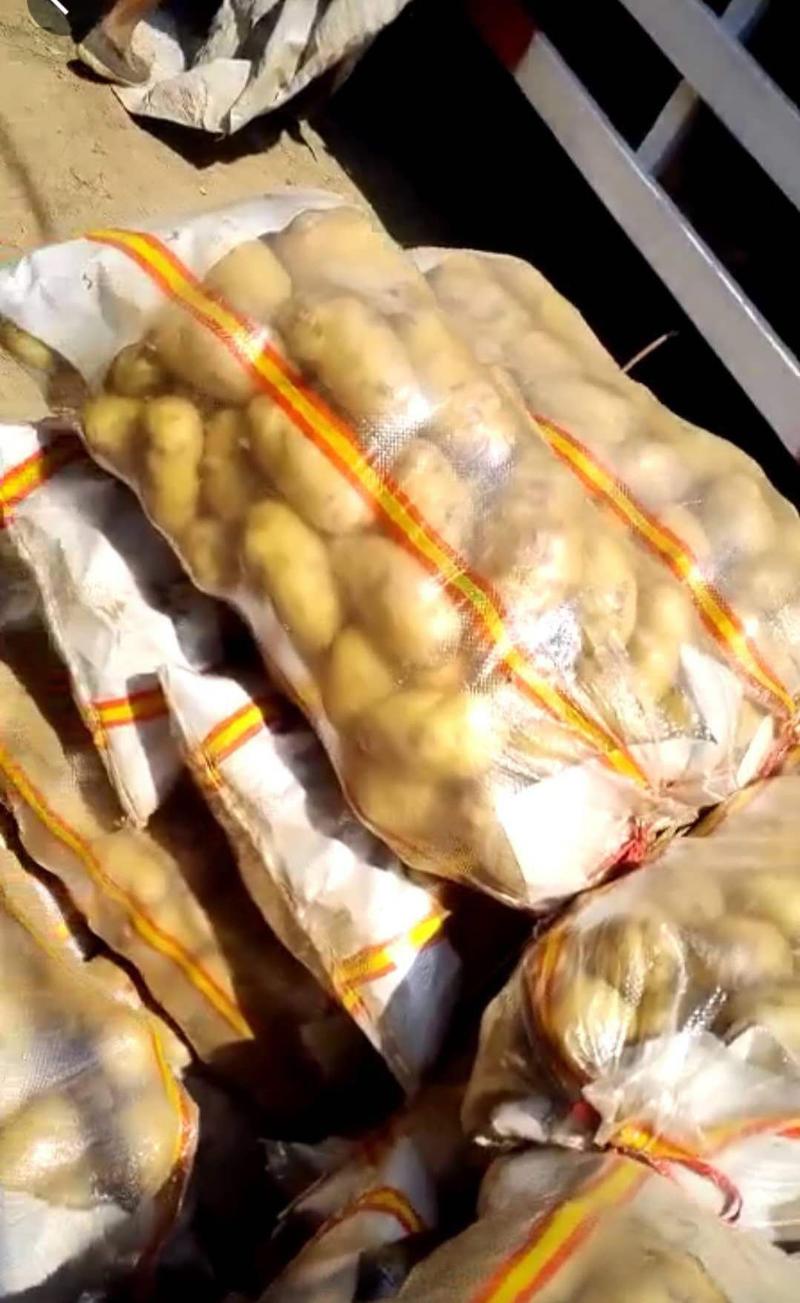 土豆批发荷兰十五土豆大量上市(调车速度)全国发货