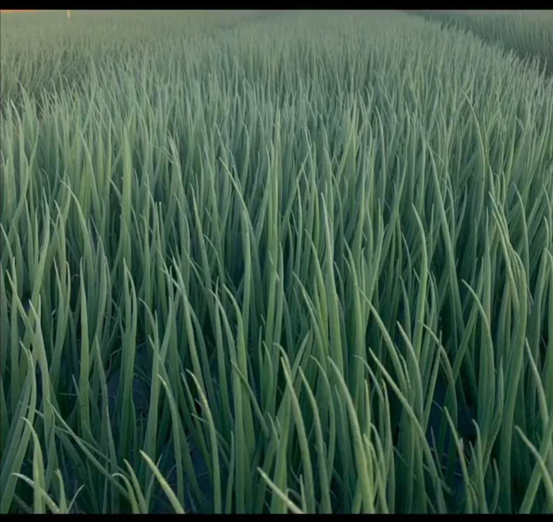 春天小葱在阳光下生长