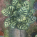 竹芋，孔雀竹芋，蓝花蕉，基地直销，平台担保