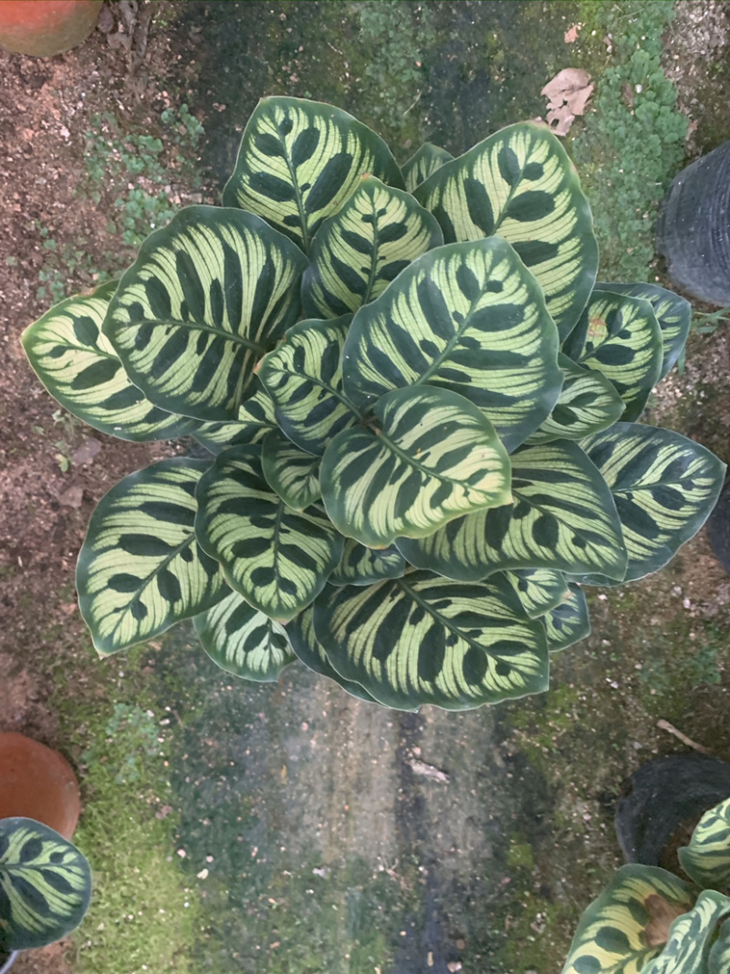 竹芋，孔雀竹芋，蓝花蕉，基地直销，平台担保