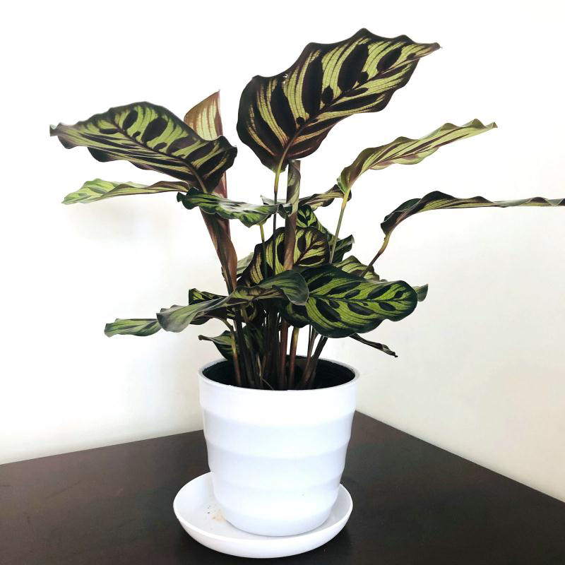 竹芋，孔雀竹芋，蓝花蕉，基地直销，平台担保