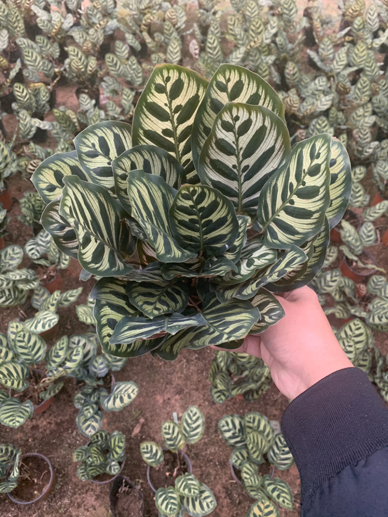 竹芋，孔雀竹芋，蓝花蕉，基地直销，平台担保