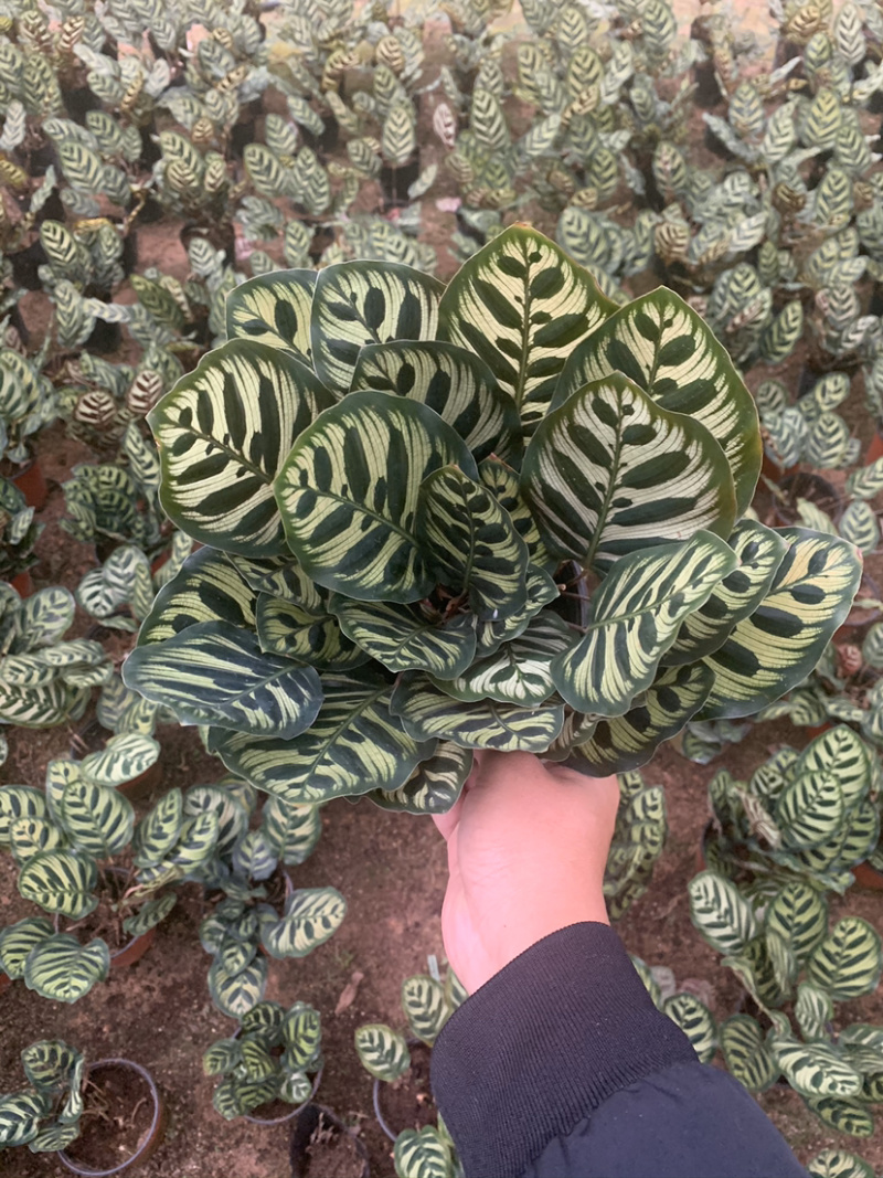 竹芋，孔雀竹芋，蓝花蕉，基地直销，平台担保