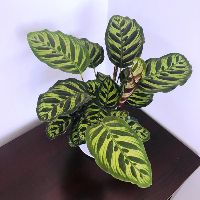 竹芋，孔雀竹芋，蓝花蕉，基地直销，平台担保