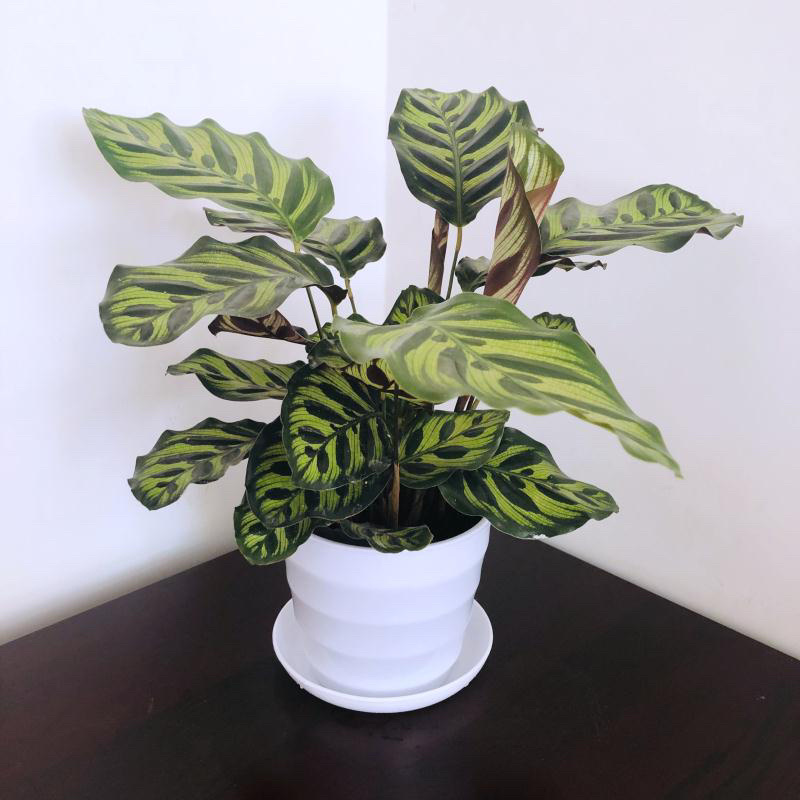 竹芋，孔雀竹芋，蓝花蕉，基地直销，平台担保