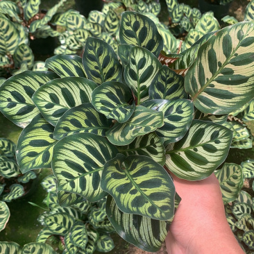 竹芋，孔雀竹芋，蓝花蕉，基地直销，平台担保