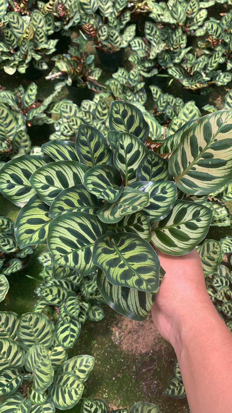 竹芋，孔雀竹芋，蓝花蕉，基地直销，平台担保