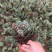 竹芋，孔雀竹芋，蓝花蕉，基地直销，平台担保