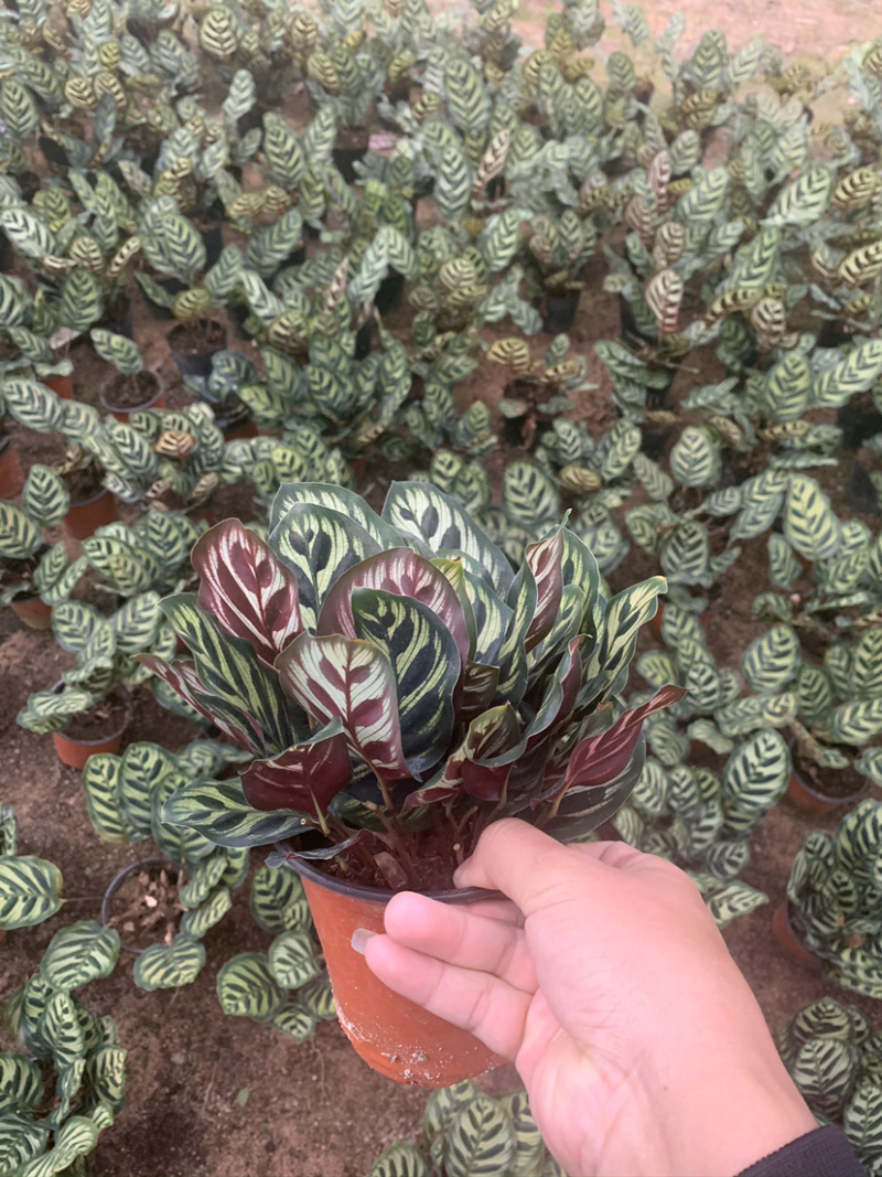 竹芋，孔雀竹芋，蓝花蕉，基地直销，平台担保
