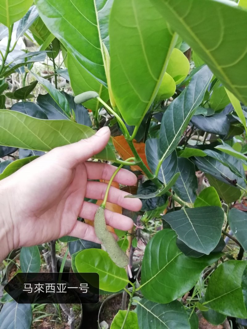 嫁接马來西亚1号菠萝蜜苗红肉也有
