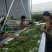 翠绿宝，四川毛豆，中华好菜，质优量大，发货速度