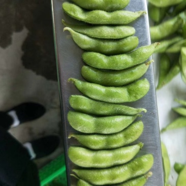 翠绿宝，四川毛豆，中华好菜，质优量大，发货速度
