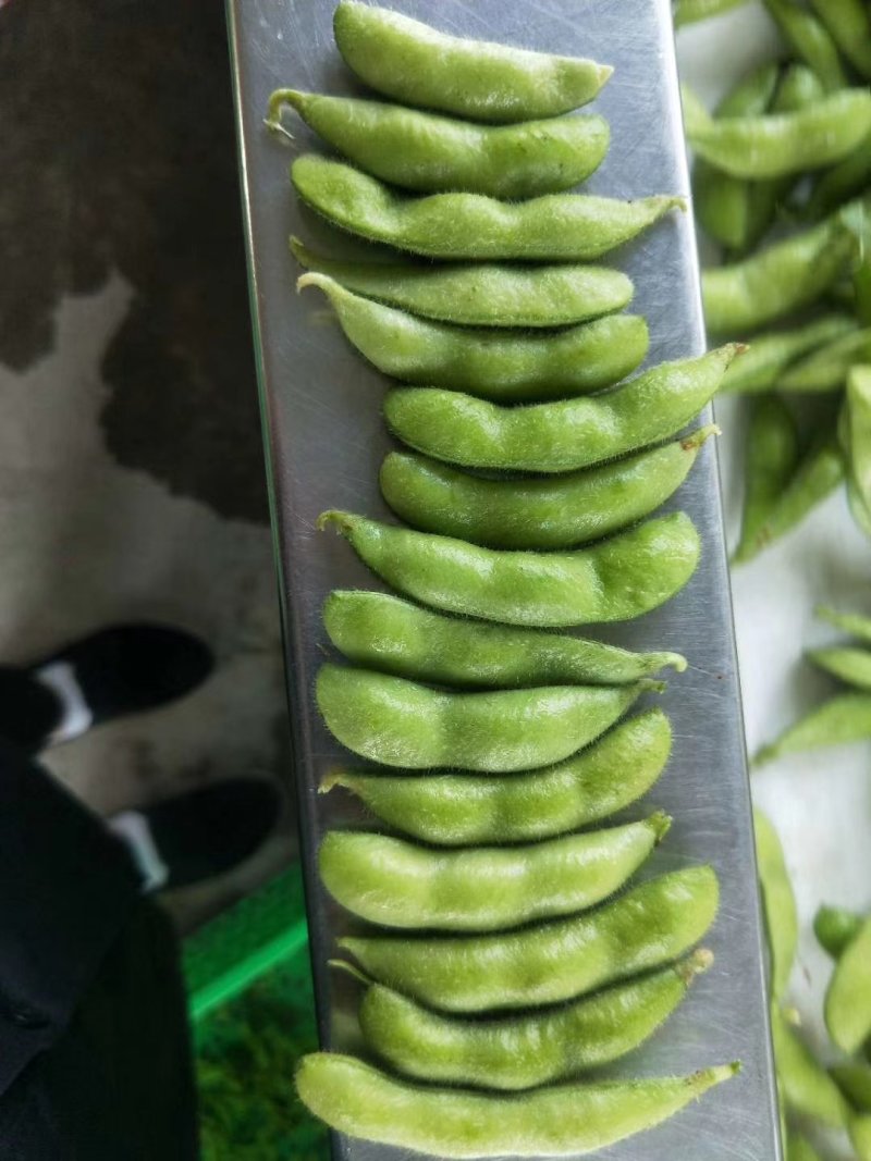 翠绿宝，四川毛豆，中华好菜，质优量大，发货速度