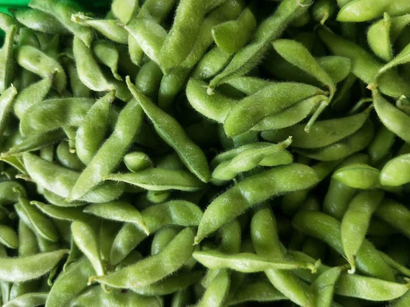 翠绿宝，四川毛豆，中华好菜，质优量大，发货速度