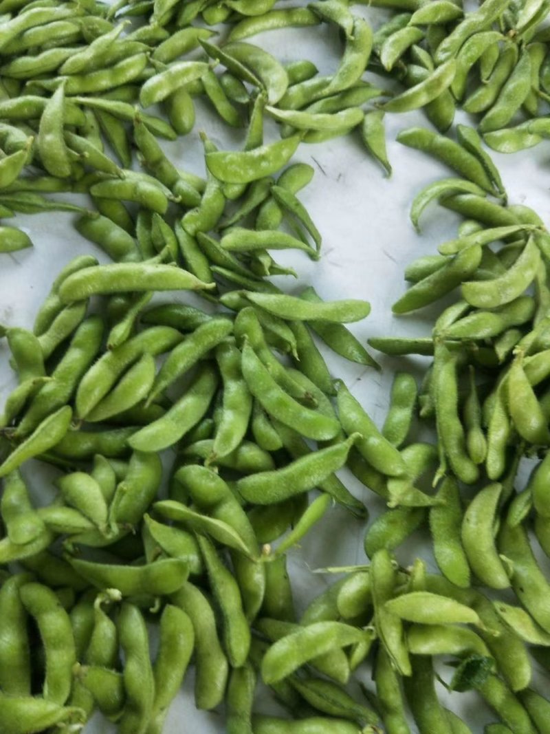 翠绿宝，四川毛豆，中华好菜，质优量大，发货速度