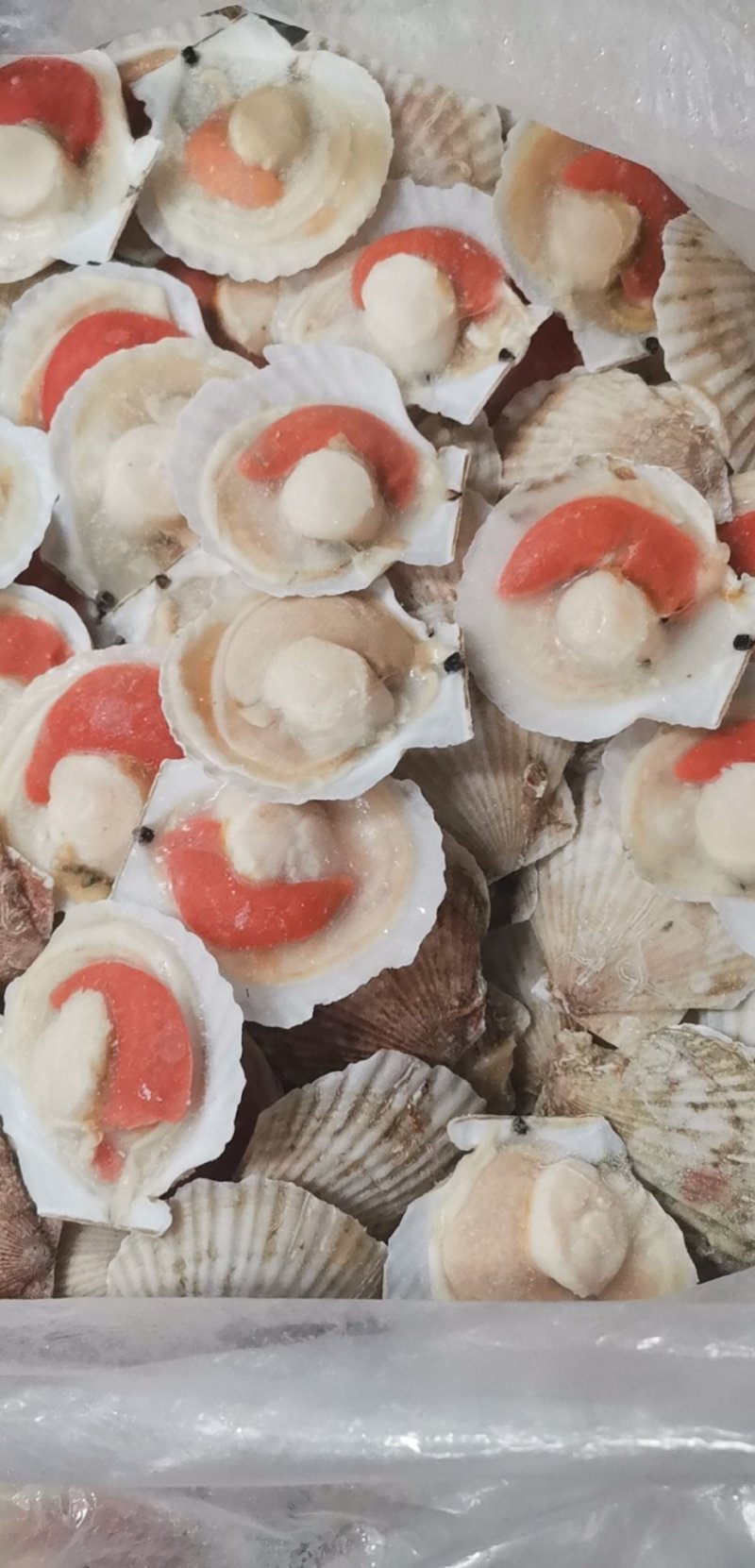 日本原装无冰吊笼贝，个个饱满，可视频看货。
