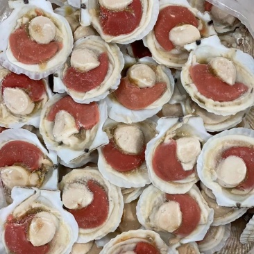 日本原装无冰吊笼贝，个个饱满，可视频看货。