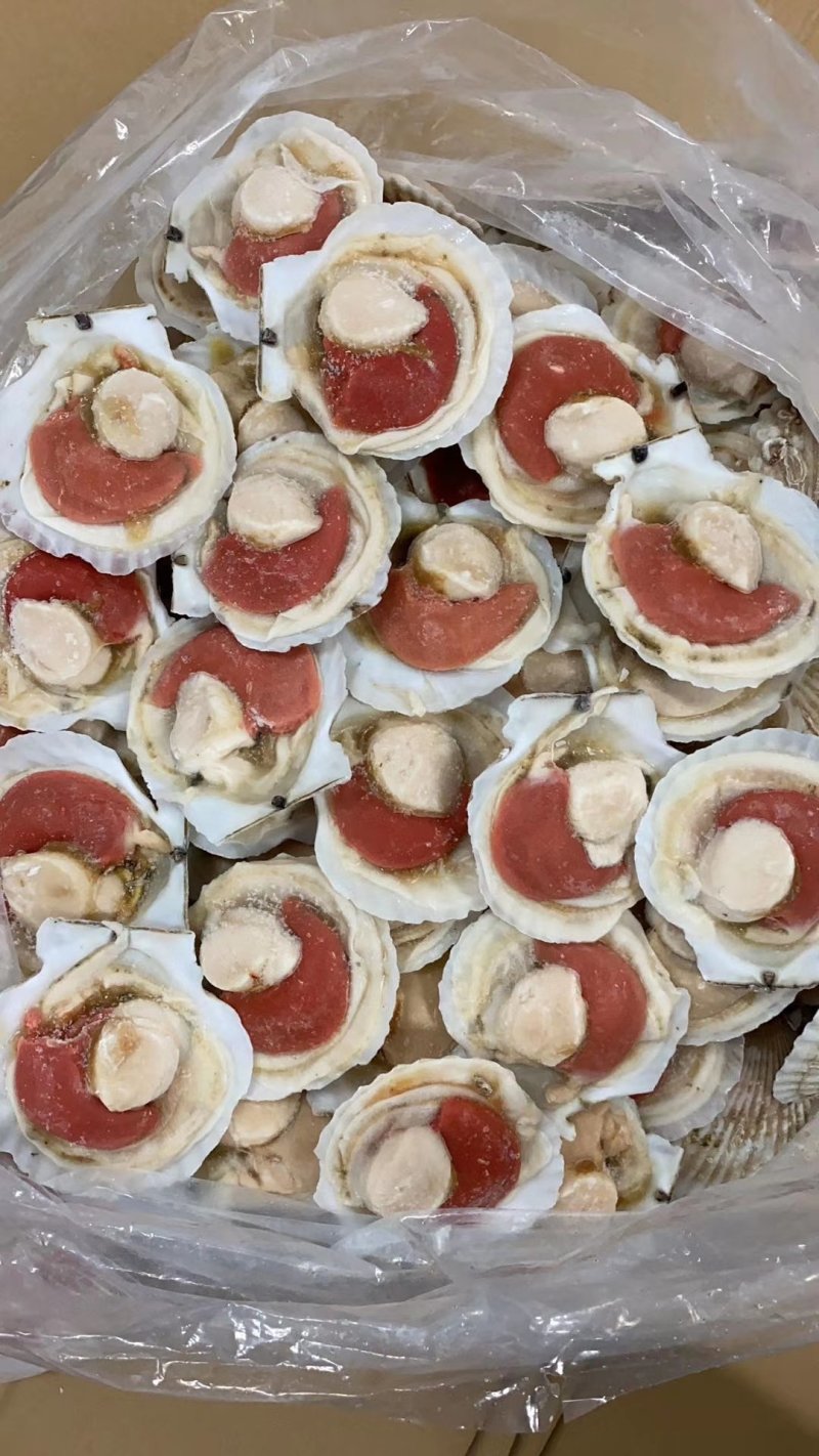 日本原装无冰吊笼贝，个个饱满，可视频看货。