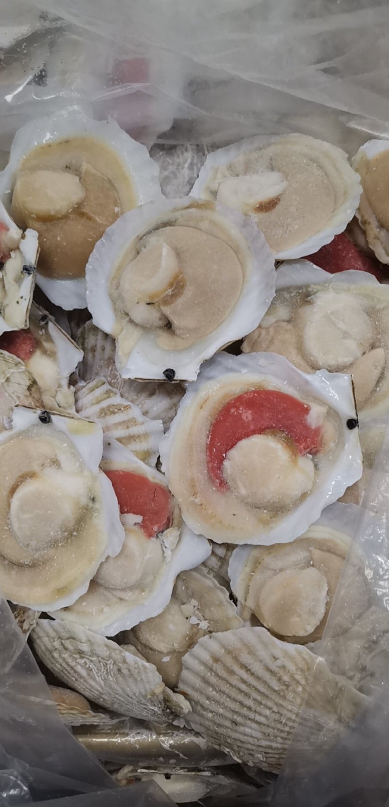 日本原装无冰吊笼贝，个个饱满，可视频看货。