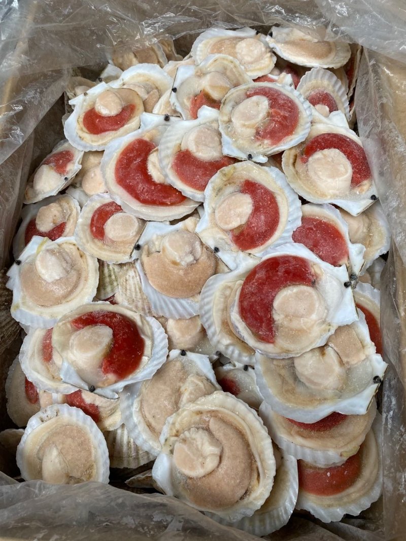 日本原装无冰吊笼贝，个个饱满，可视频看货。