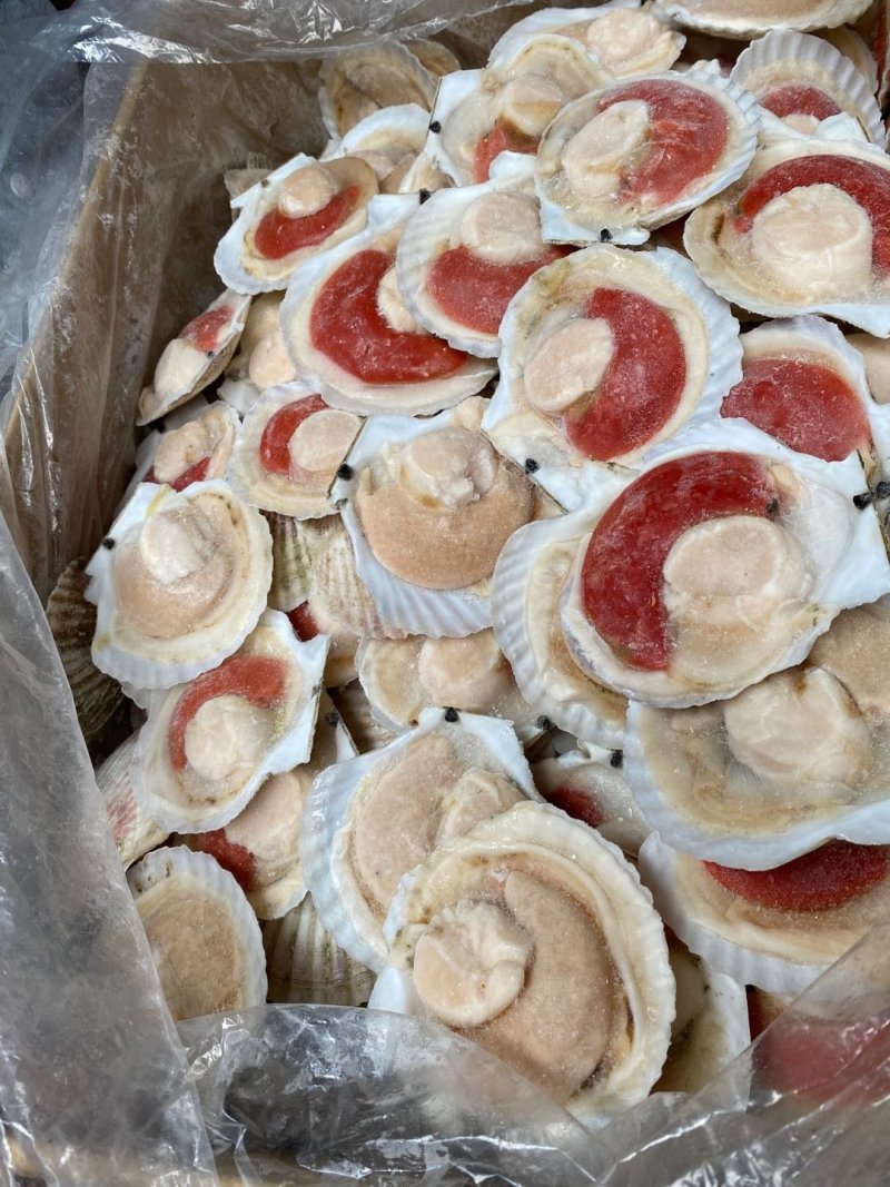 日本原装无冰吊笼贝，个个饱满，可视频看货。