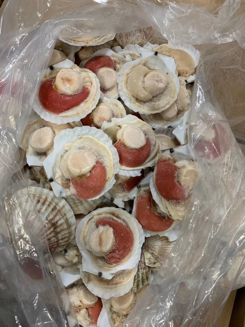日本原装无冰吊笼贝，个个饱满，可视频看货。