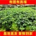 常春藤绿植吊兰植物盆栽花卉常青藤净化空气花卉盆栽花卉植物
