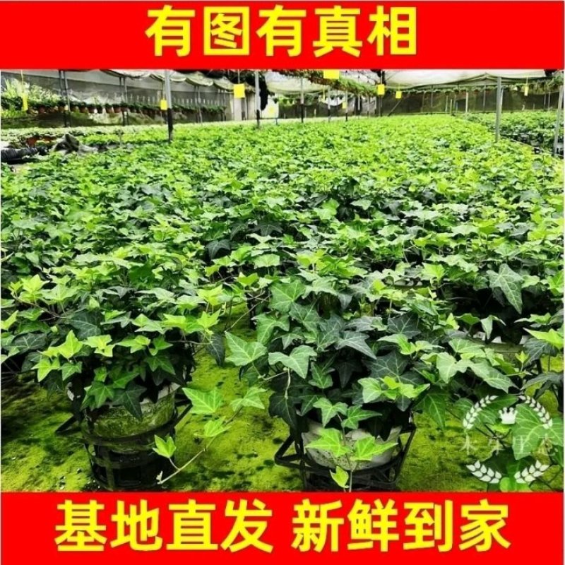 常春藤绿植吊兰植物盆栽花卉常青藤净化空气花卉盆栽花卉植物