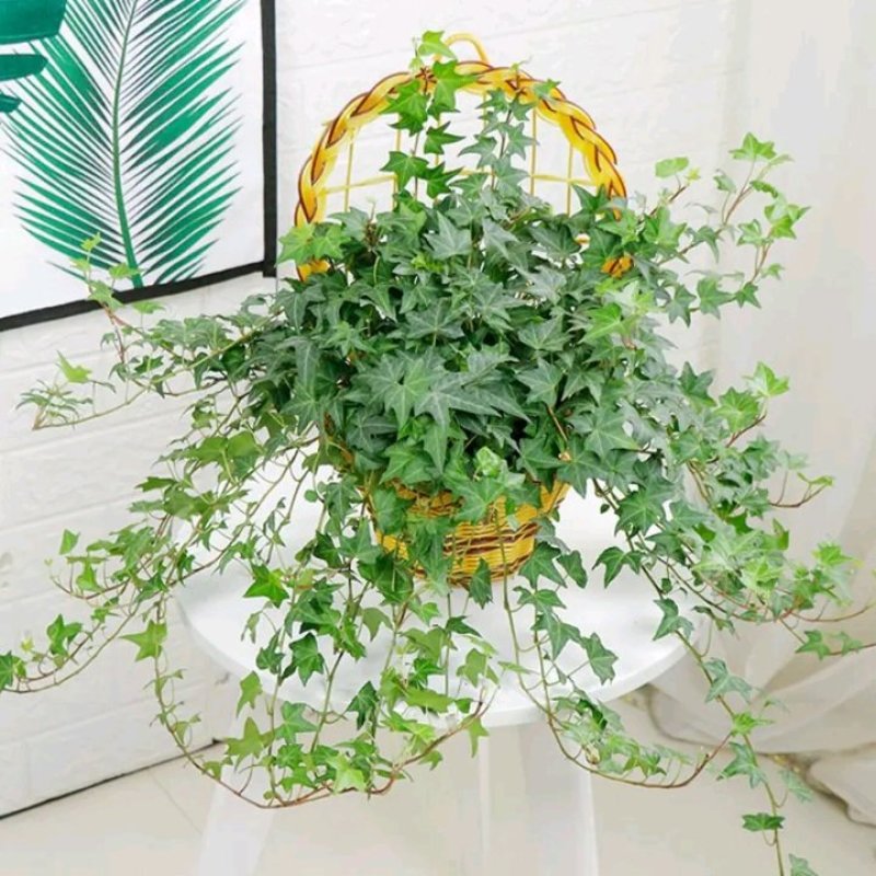 常春藤绿植吊兰植物盆栽花卉常青藤净化空气花卉盆栽花卉植物