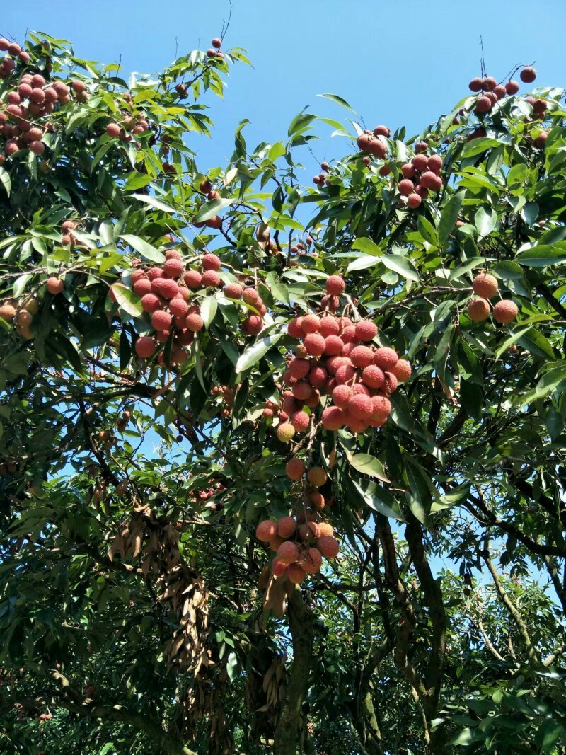 黑叶荔枝