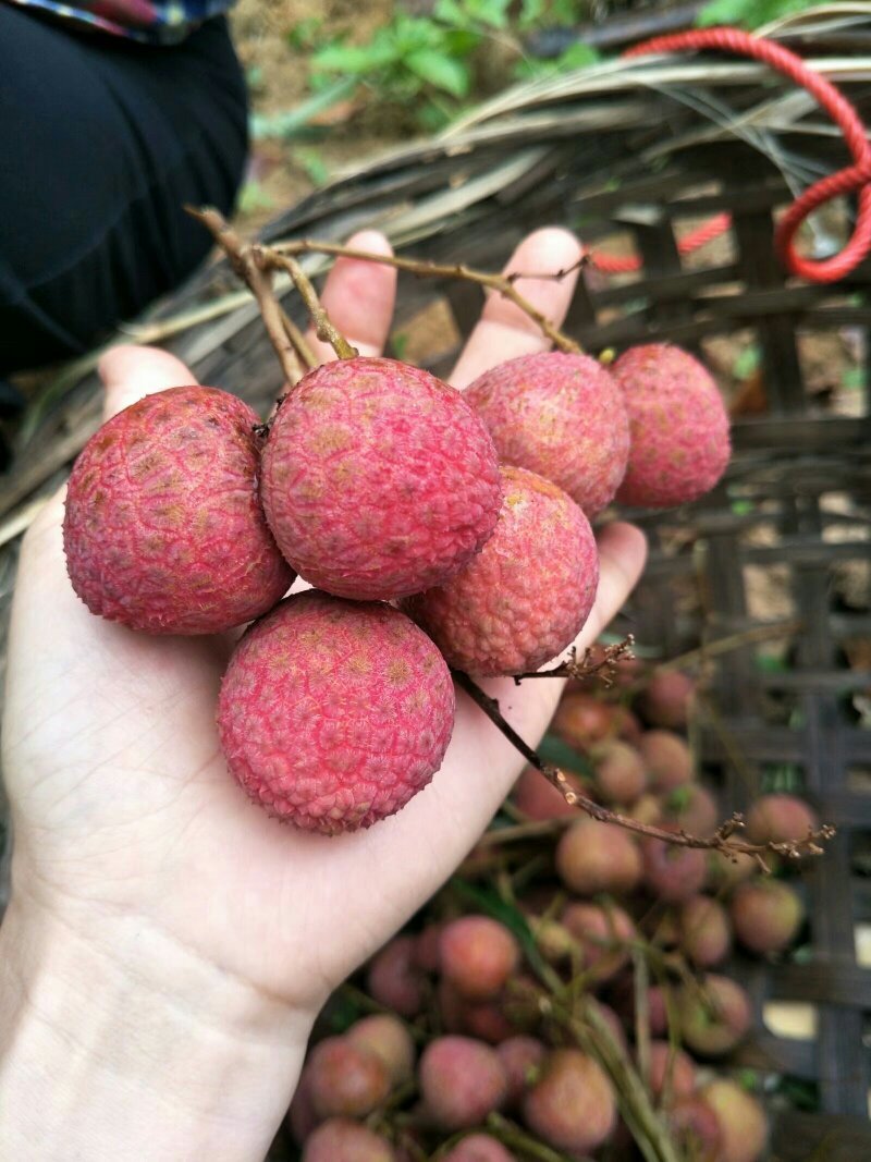 黑叶荔枝