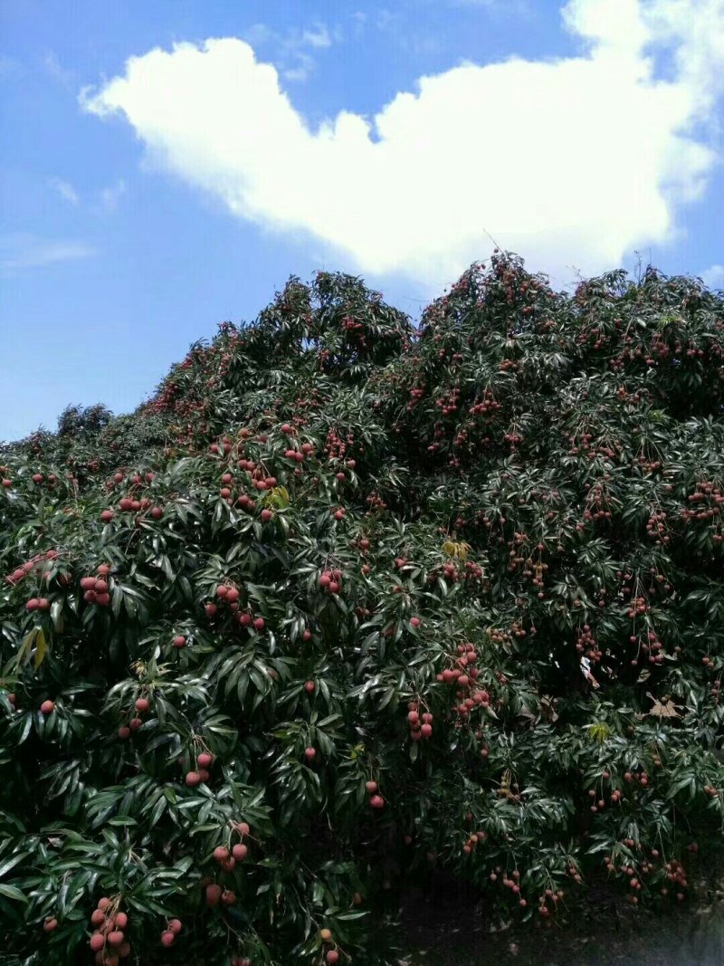 黑叶荔枝