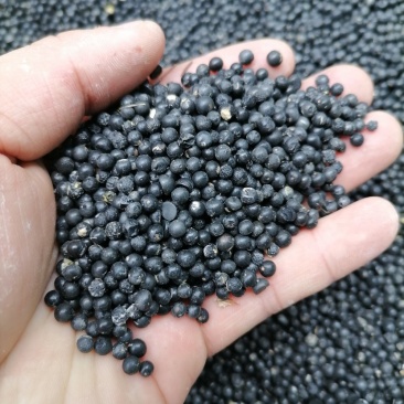 天冬种子，成熟饱满，包回收与种植技术指导欢迎实地考察
