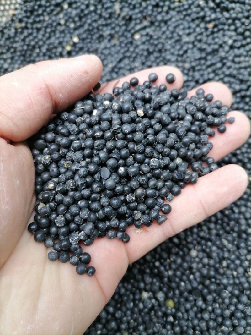 天冬种子，成熟饱满，包回收与种植技术指导欢迎实地考察