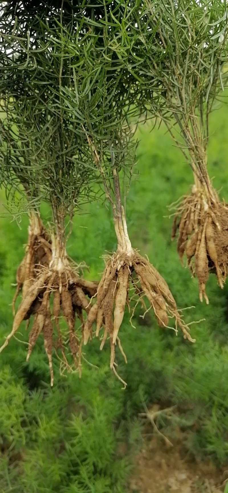 天冬种子，成熟饱满，包回收与种植技术指导欢迎实地考察