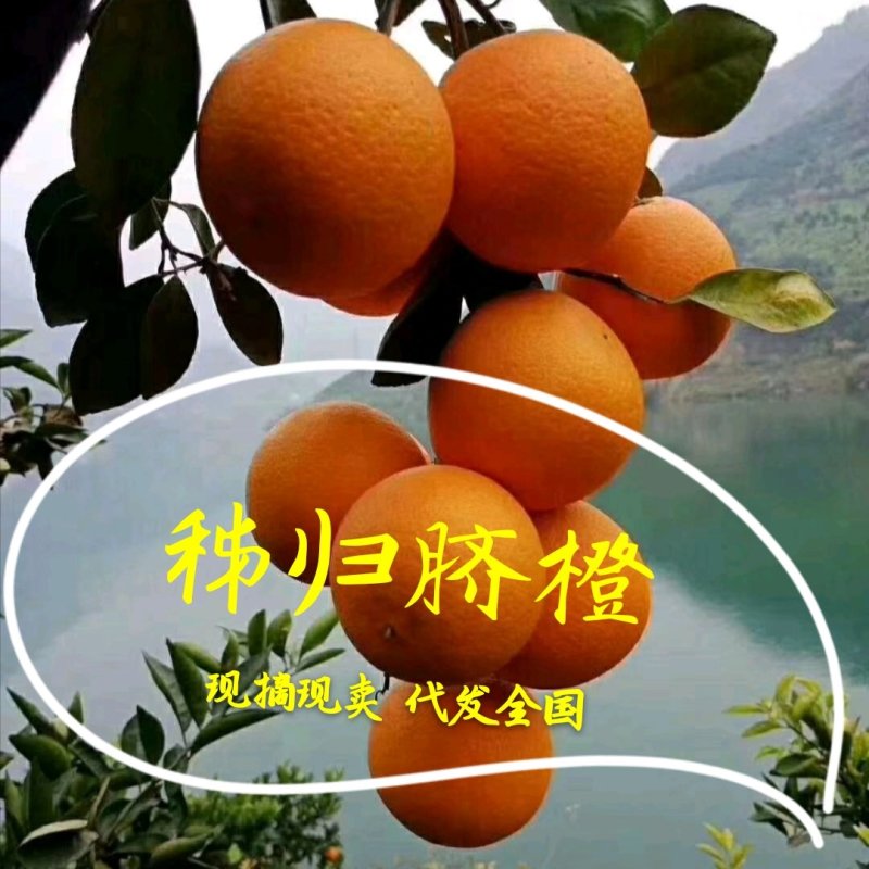 【秭归脐橙】品种齐全一手货源支持视频看货可代发全国