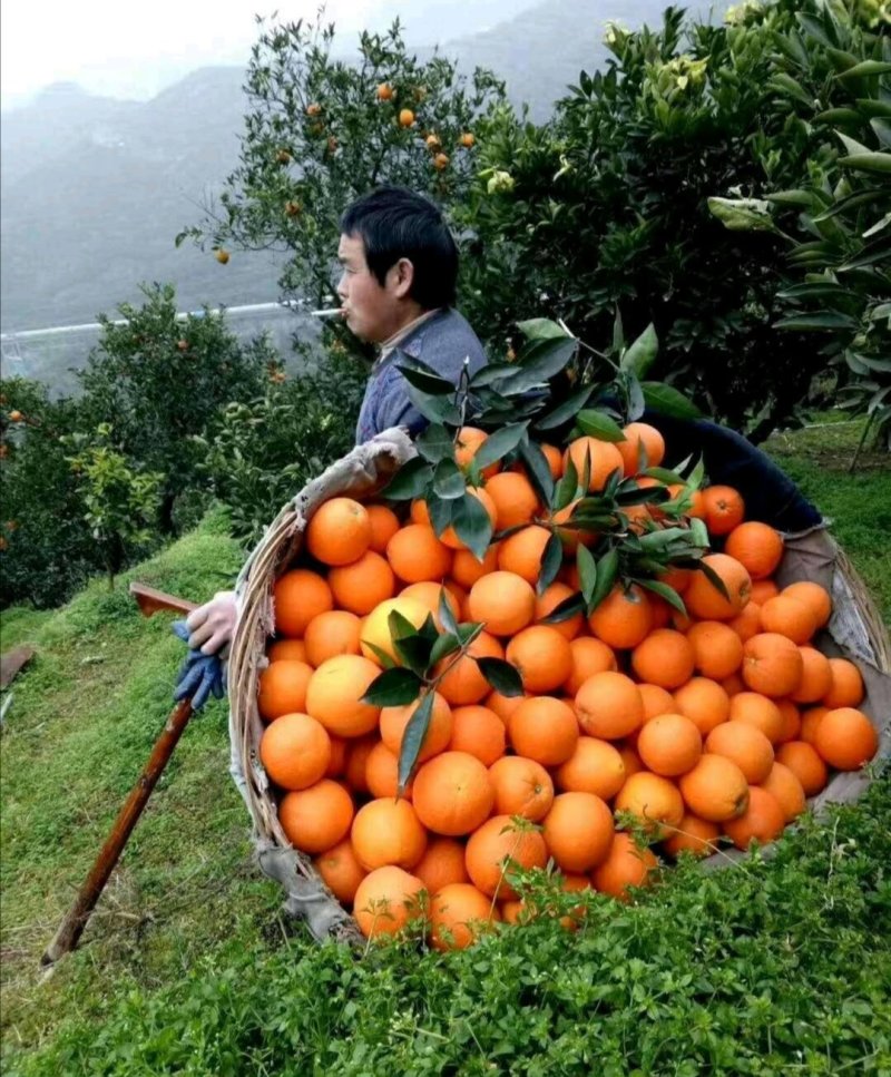 秭归脐橙·伦晚脐橙大量供应二级果新鲜供货提供洗果包装服务
