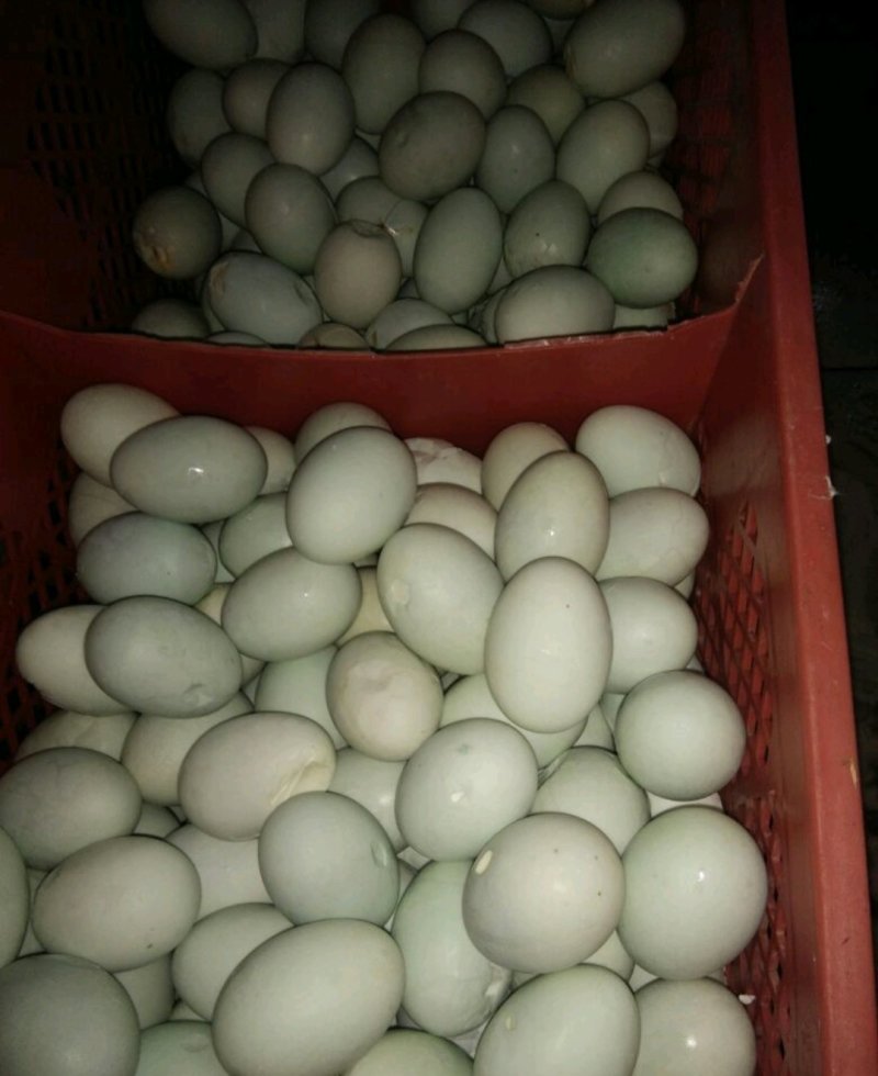 搁窝破损凹凸蛋次品咸鸭蛋烤鸭蛋批发
