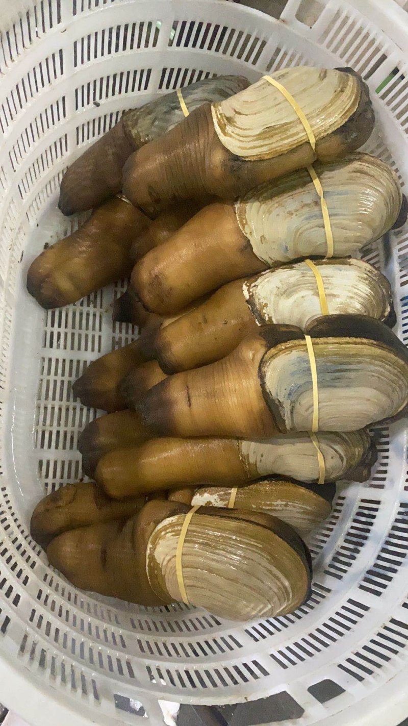 靓蚌，大量现货批发各种象拔蚌刺身蚌，