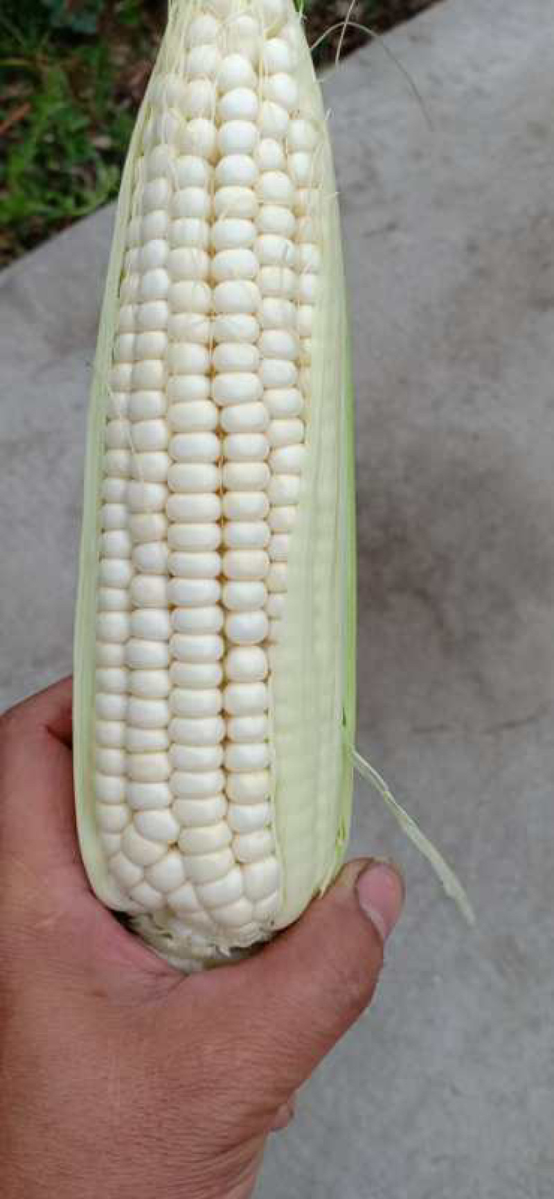 白甜糯玉米（甜加糯），澳甜糯玉米，满仓无虫眼