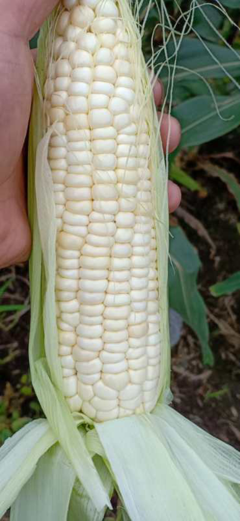 白甜糯玉米（甜加糯），澳甜糯玉米，满仓无虫眼