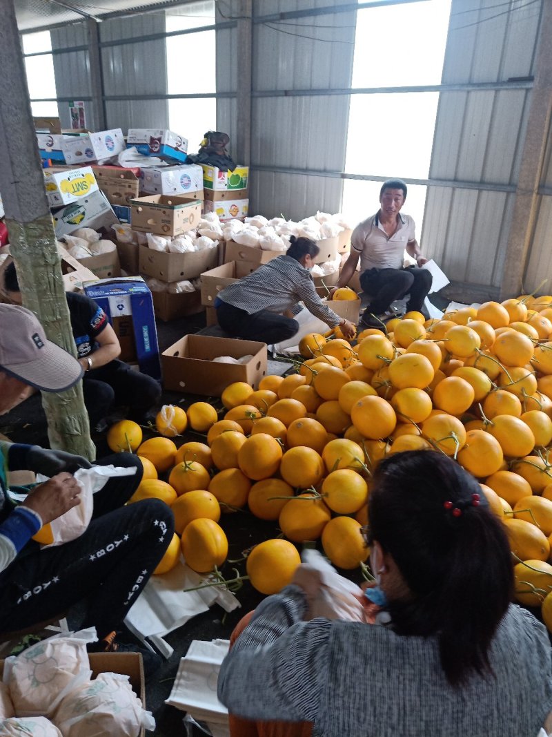 久红瑞黄皮甜瓜五岳独尊甜瓜个头大颜色好种植产地包棚定货