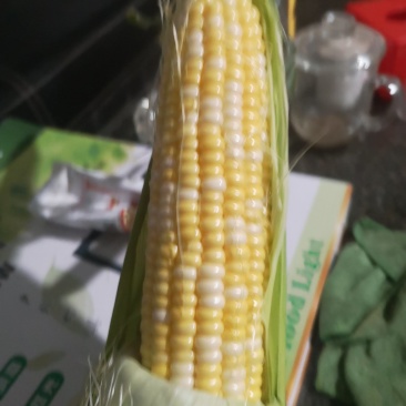 白不老豆角