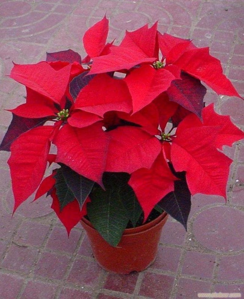 一品红圣诞花室内花卉绿植盆栽万年红盆栽节日年宵花开花植物